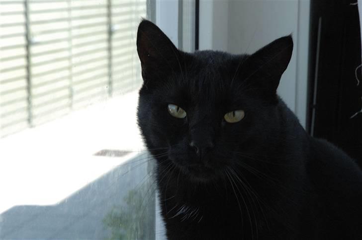 Huskat Bamse R.I.P billede 14