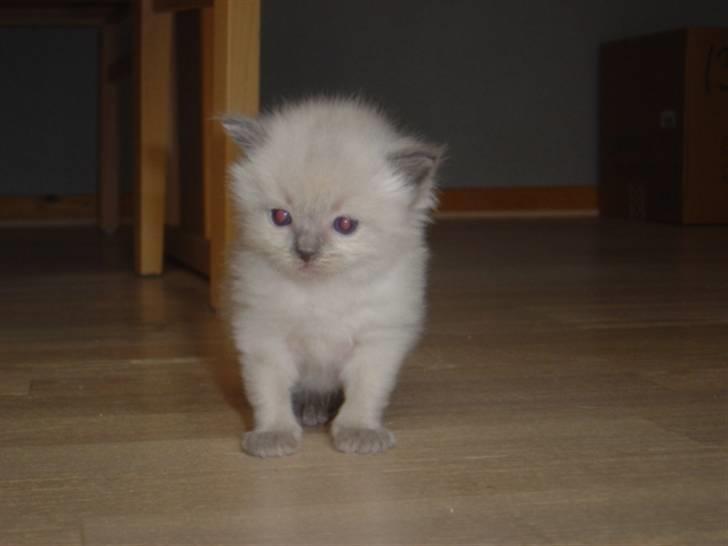 Ragdoll Idefix - første tur på gulvet billede 1