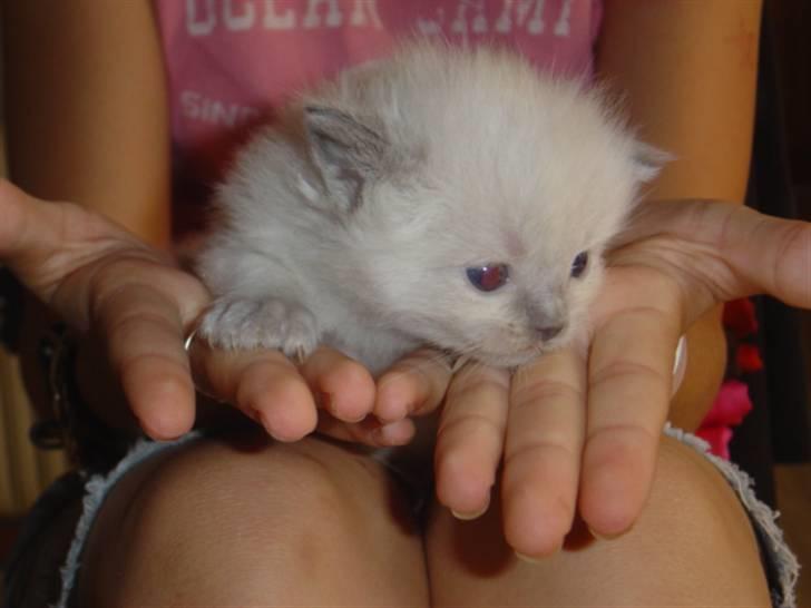 Ragdoll Idefix billede 2