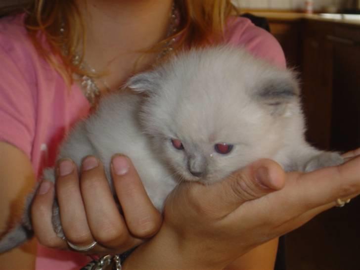 Ragdoll Idefix billede 3