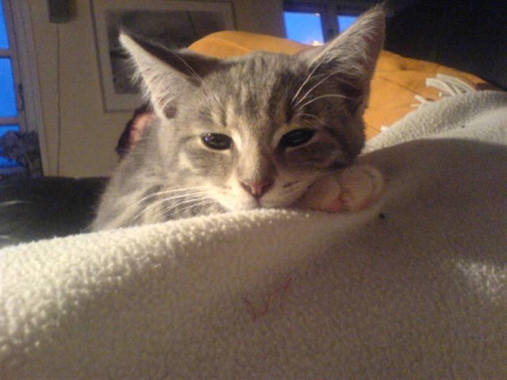 Huskat Bette mis bor hos min ex  billede 13