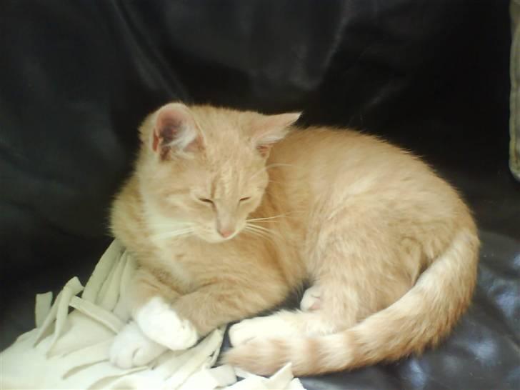 Blanding af racer O'Mally  (Død) :'( - *NYT! RIGTIG godt billede sys jeg! elsker dig <33 billede 1