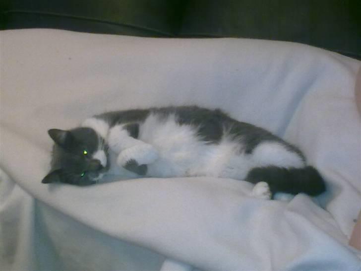 Blanding af racer Sweety - hen er swety lige efter hun er kommet hjem fra dyrlæge, og vil meget gerne ud, men det lige lidt fortidlig. d 30-06-07 billede 13