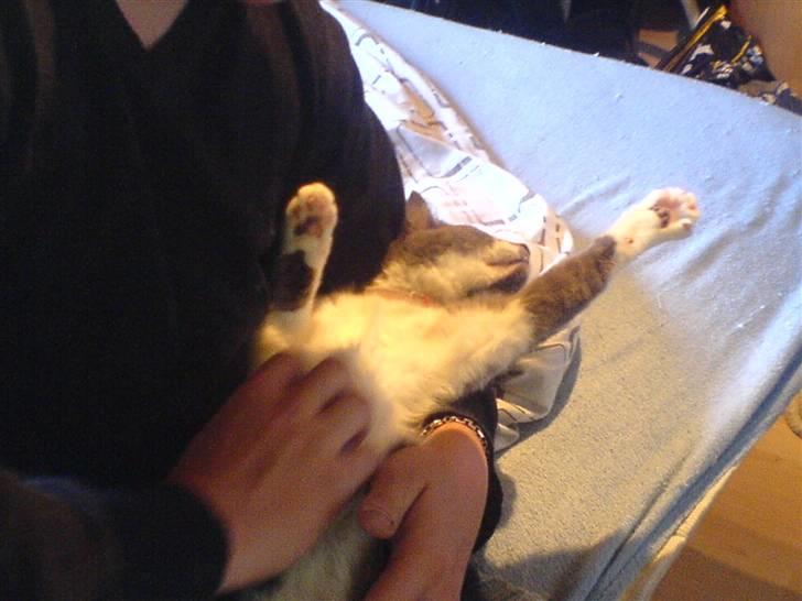 Blanding af racer Sweety - hun nyder at bleve kælet med d 30-06-07 billede 15