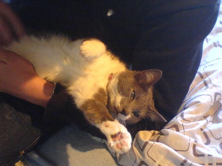 Blanding af racer Sweety - se mig. d. 30-06-07 billede 16