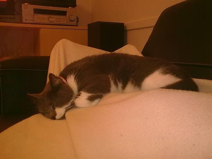 Blanding af racer Sweety - d 30-06-07 billede 17