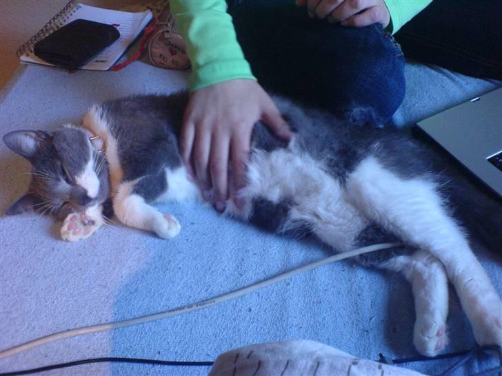 Blanding af racer Sweety - uha det har været en hård nat, så nu slapper jeg af. d 30-06-07 billede 18