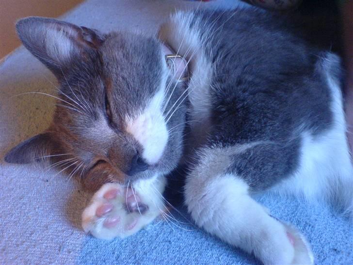 Blanding af racer Sweety - zzzZZzzzZZ d 30-06-07 billede 19