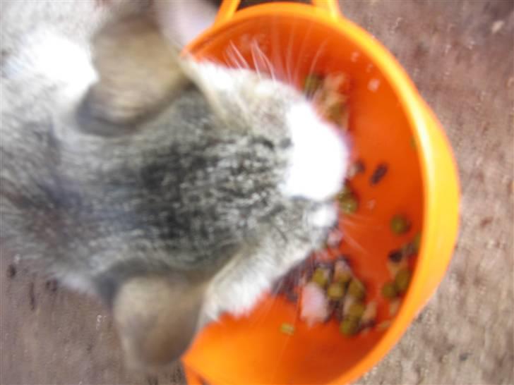 Blanding af racer Sille - Det er Sille der spiser nogen kød og lidt grønt billede 8