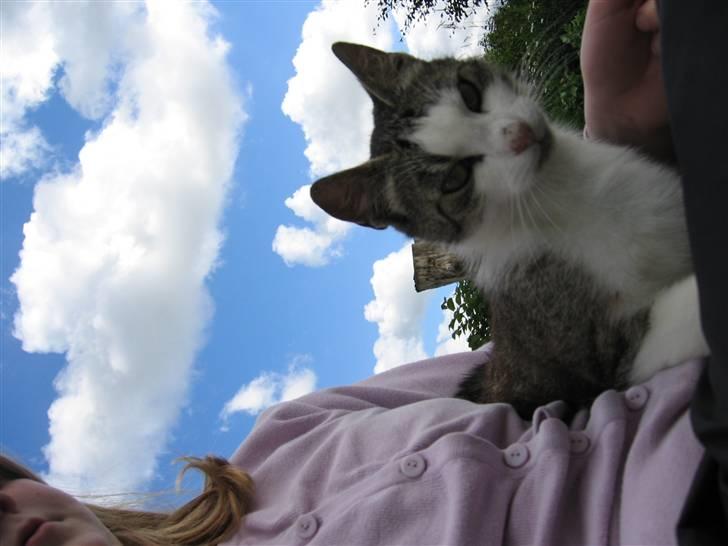 Blanding af racer Sille - Mig og Sille. Sille hopper op på mig billede 9