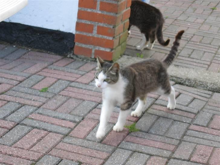 Blanding af racer Sille - Sille løber hurtig  billede 10