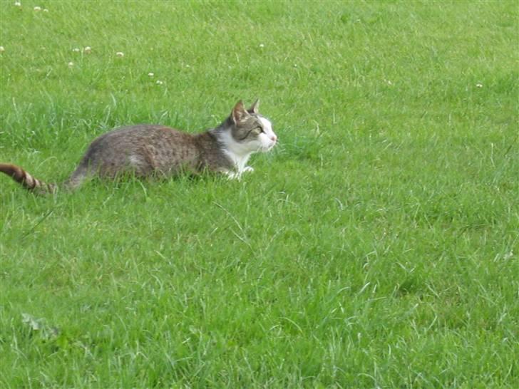 Blanding af racer Sille - Sille der ser på en fugl billede 11