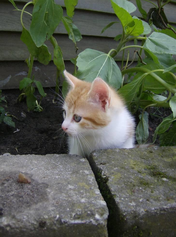 Blanding af racer Anthony - R.I.P - 6 uger & 1 dage billede 11