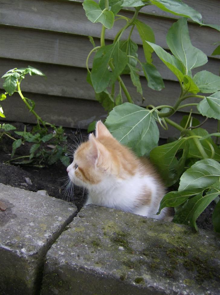 Blanding af racer Anthony - R.I.P - 6 uger & 1 dage billede 12