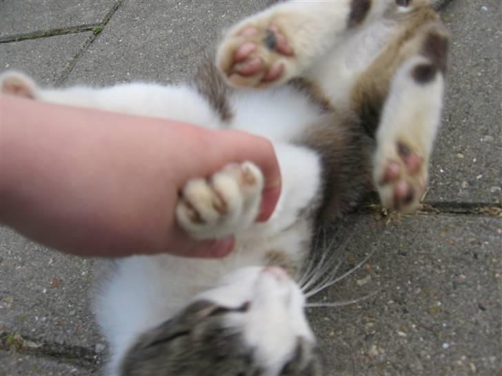 Blanding af racer Sille - Legemisser den kan ikke lade mig være og det er jeg glad for billede 12