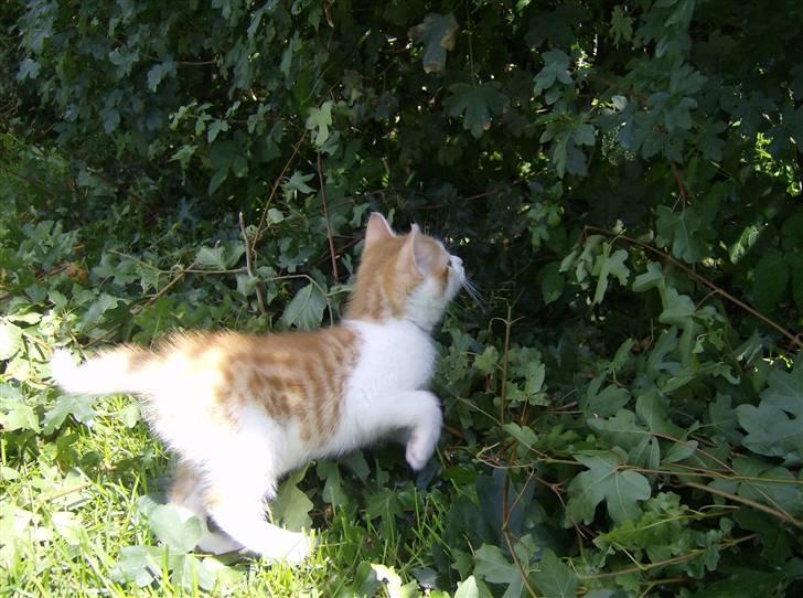 Blanding af racer Anthony - R.I.P -  6 uger & 1 dage billede 13