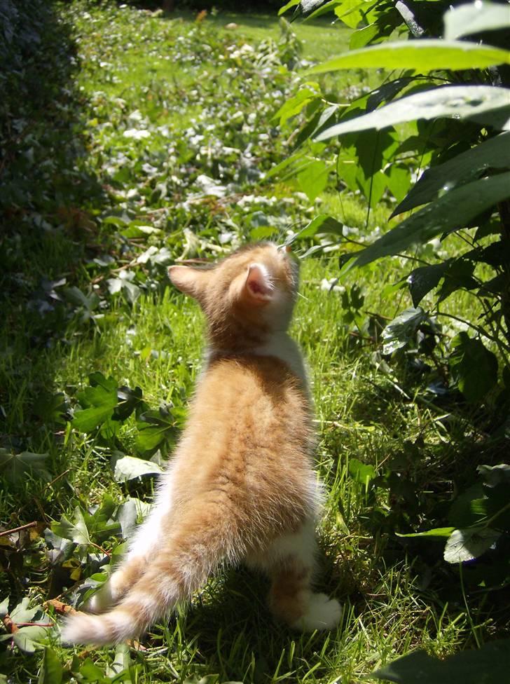 Blanding af racer Anthony - R.I.P - 6 uger & 1 dage.. Min dygtige Dreng tisser udenfor for FØRSTE gang! billede 14