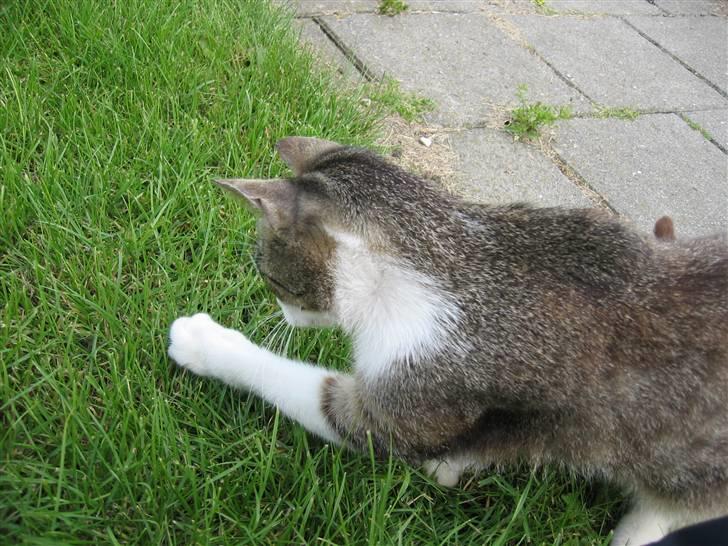 Blanding af racer Sille - Hvad var det jeg sagde nu jagter han en fluge billede 13