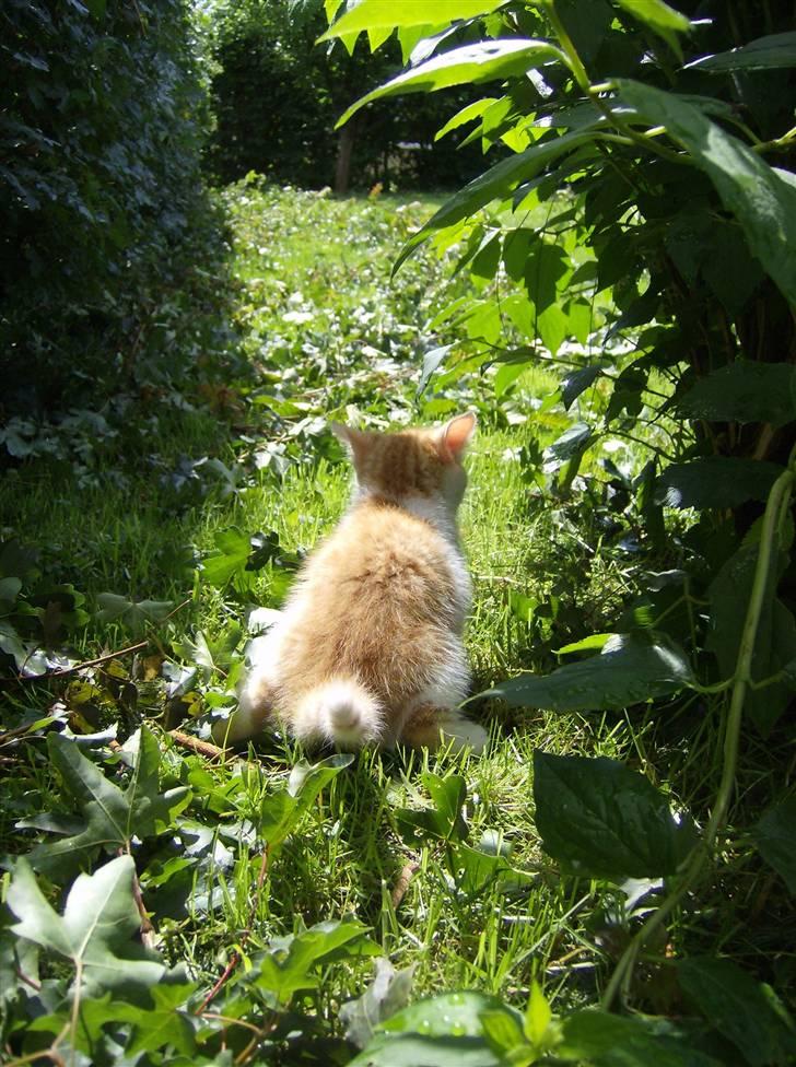 Blanding af racer Anthony - R.I.P -  6 uger & 1 dage, Tisser udenfor for første gang billede 15