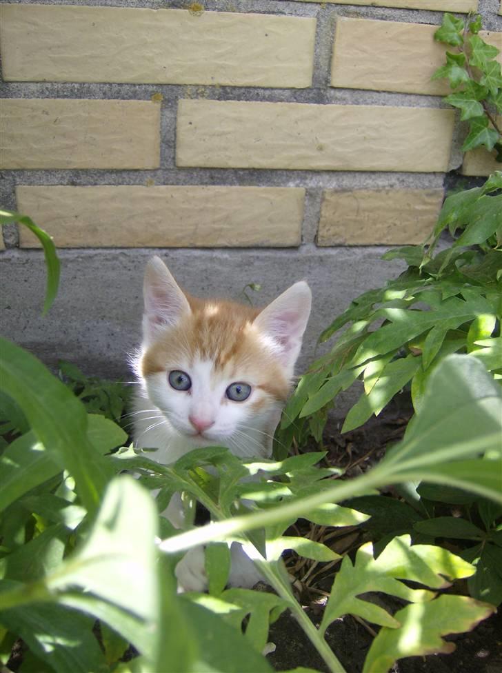 Blanding af racer Anthony - R.I.P - 6 uger & 1 dage billede 16