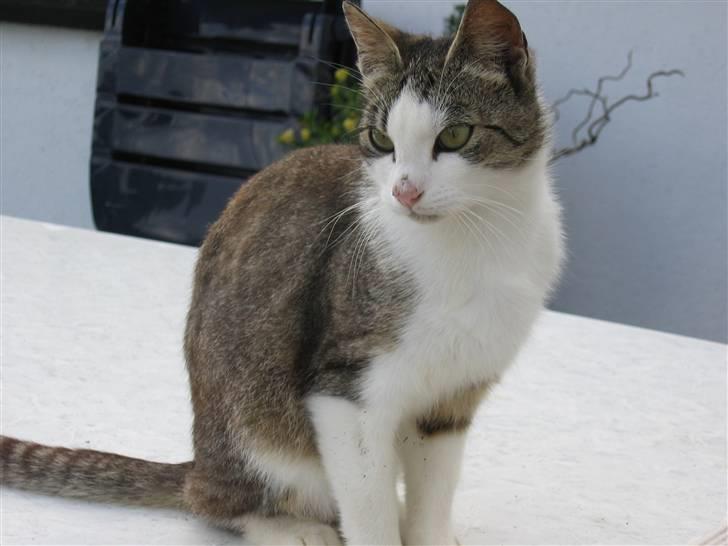 Blanding af racer Sille - Sille sidder på have bordet billede 15