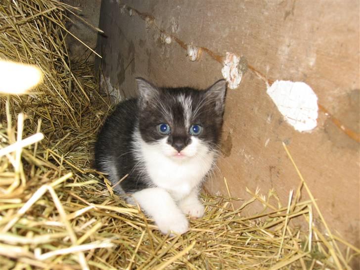 Blanding af racer Nusser - Nusser som 5-6 uger billede 1