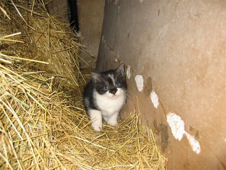 Blanding af racer Nusser - det samme billede 2