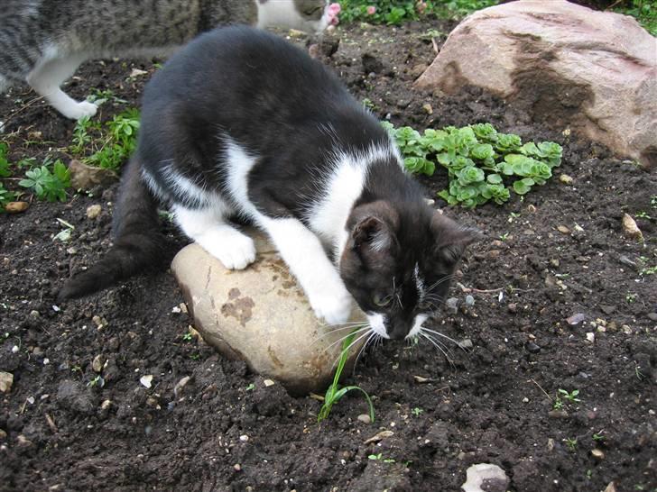 Blanding af racer Nusser - Nusser leger med et stykke græs billede 3