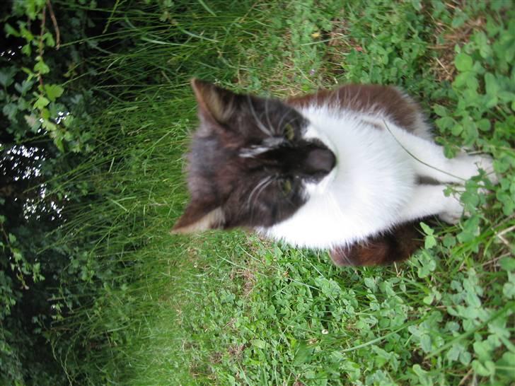 Blanding af racer Nusser - Nusser der sidder stille på græs billede 4