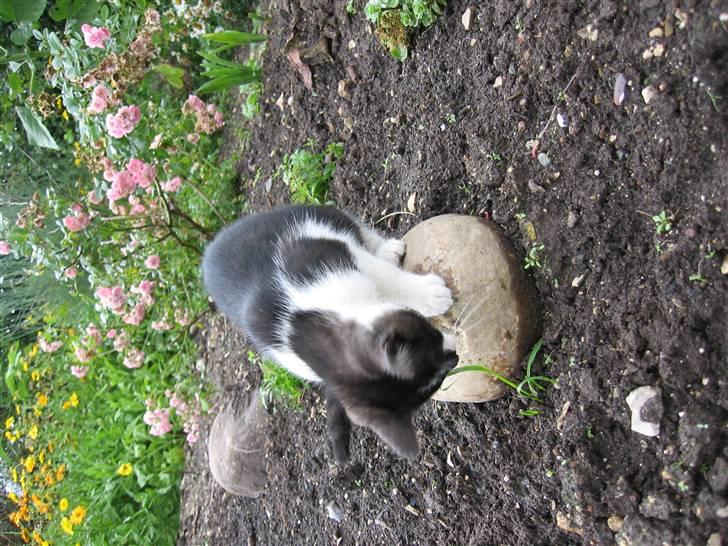 Blanding af racer Nusser - Leger med græs billede 5