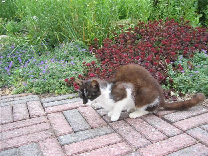 Blanding af racer Nusser - Nusser i haven billede 6