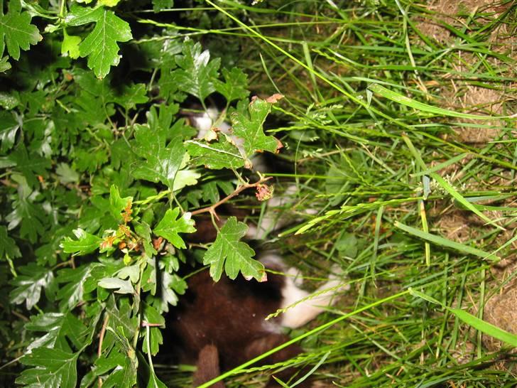 Blanding af racer Nusser - Nusser der gemmer sig billede 7