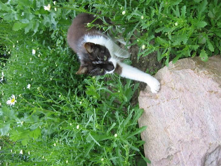 Blanding af racer Nusser - Nusser som elsker at stå på sten er på vej op billede 8