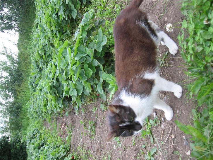 Blanding af racer Nusser - Nusser ved jordbærplanter billede 9