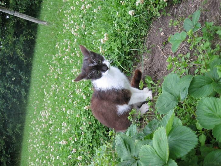 Blanding af racer Nusser - Nusser der sidder ved jorbærhaven billede 10