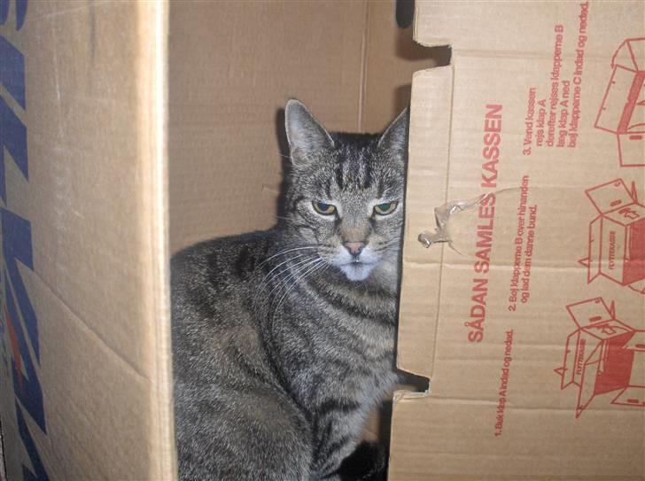 Huskat Felix - Felix kom i tanke om at han ville flytte hjemmefra.......smil. billede 15