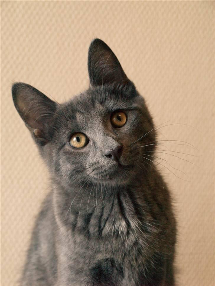 Huskat Bob - "Hejsa og velkommen." billede 1