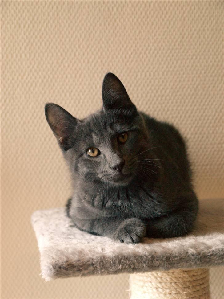 Huskat Bob - Hvad er der der oppe." billede 2