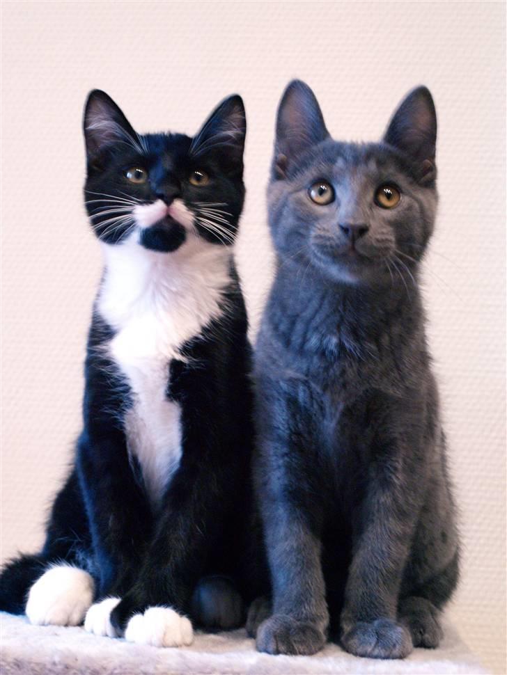 Huskat Bob - "Mig og Sorte Per." billede 3