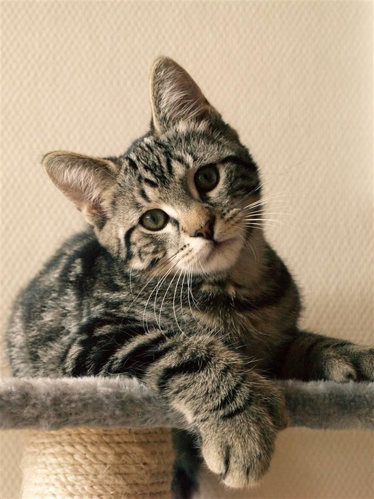 Huskat Big Foot - "Velkommen til min profil." billede 1