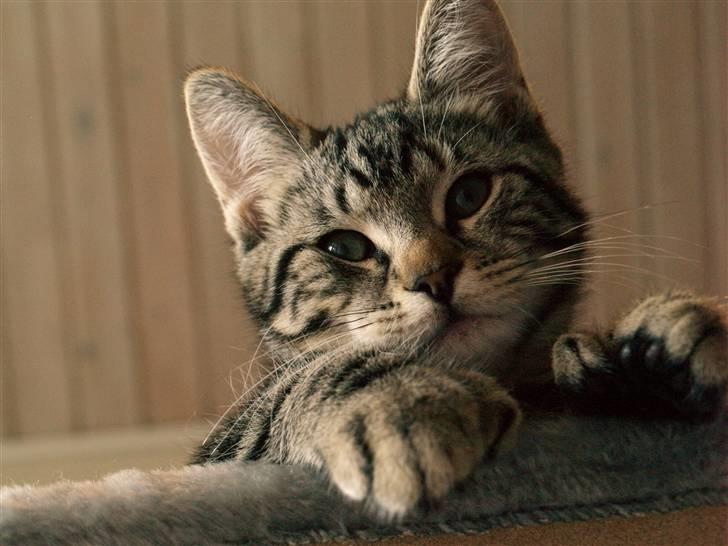 Huskat Big Foot - "UHHH jeg er træt kan i ikke bare lade mig sove." billede 2