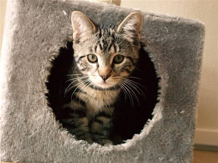 Huskat Big Foot - "Hejsa." billede 3