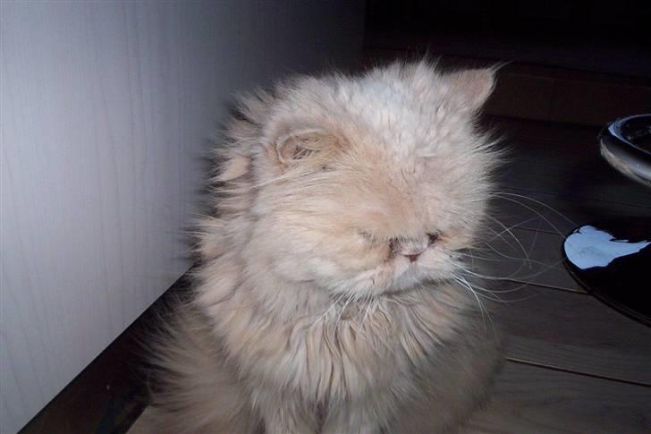 Perser Molly,<3 R.I.P. :'/ billede 11