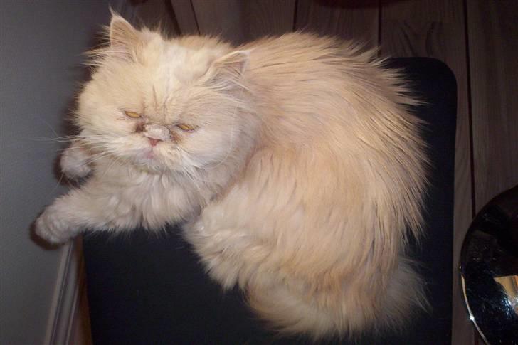 Perser Molly,<3 R.I.P. :'/ billede 12