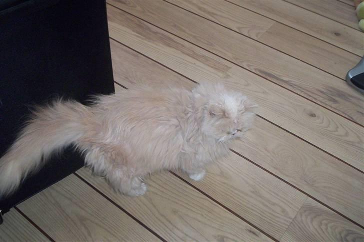 Perser Molly,<3 R.I.P. :'/ billede 13