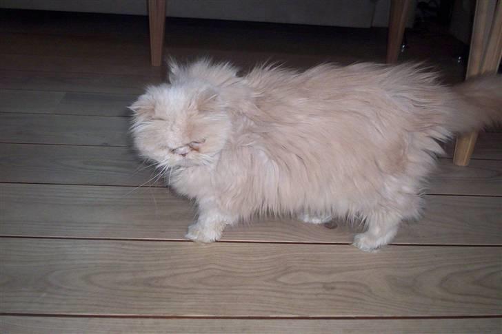 Perser Molly,<3 R.I.P. :'/ billede 14