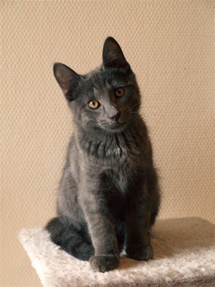 Huskat Bob - "HALLO." billede 4