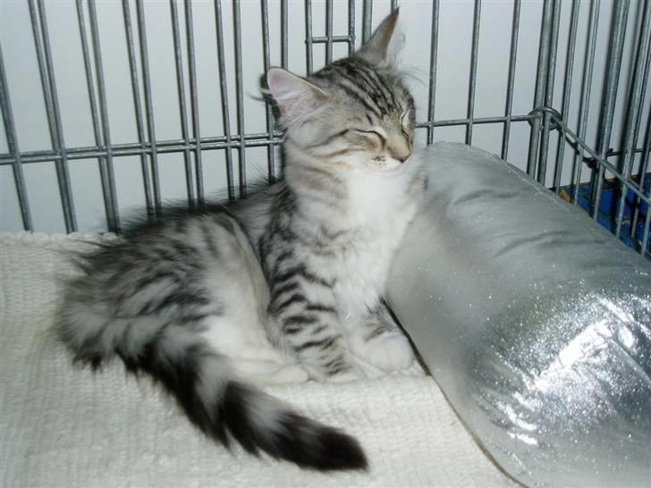 Norsk Skovkat Titan - Titan på udstilling i Hedensted billede 9