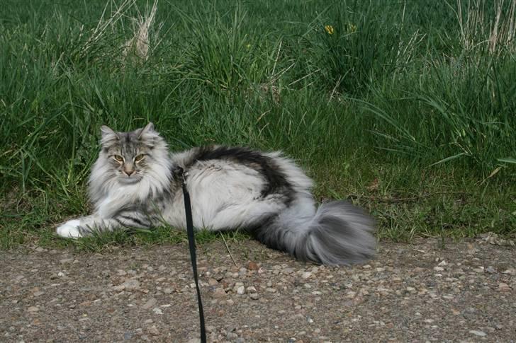 Norsk Skovkat Titan billede 11