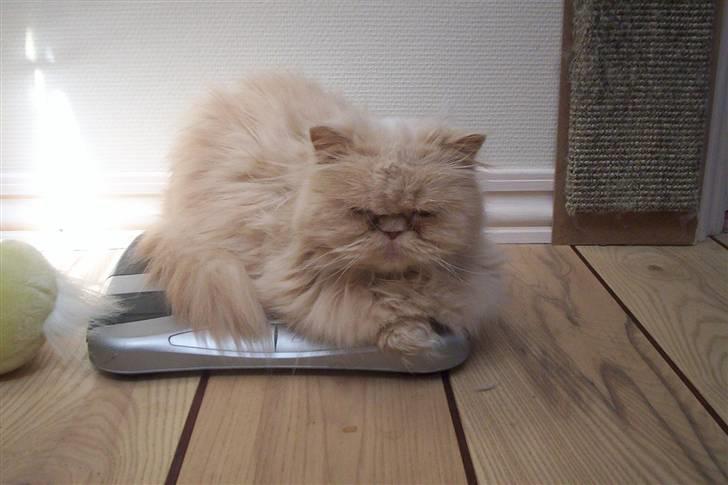 Perser Molly,<3 R.I.P. :'/ billede 15